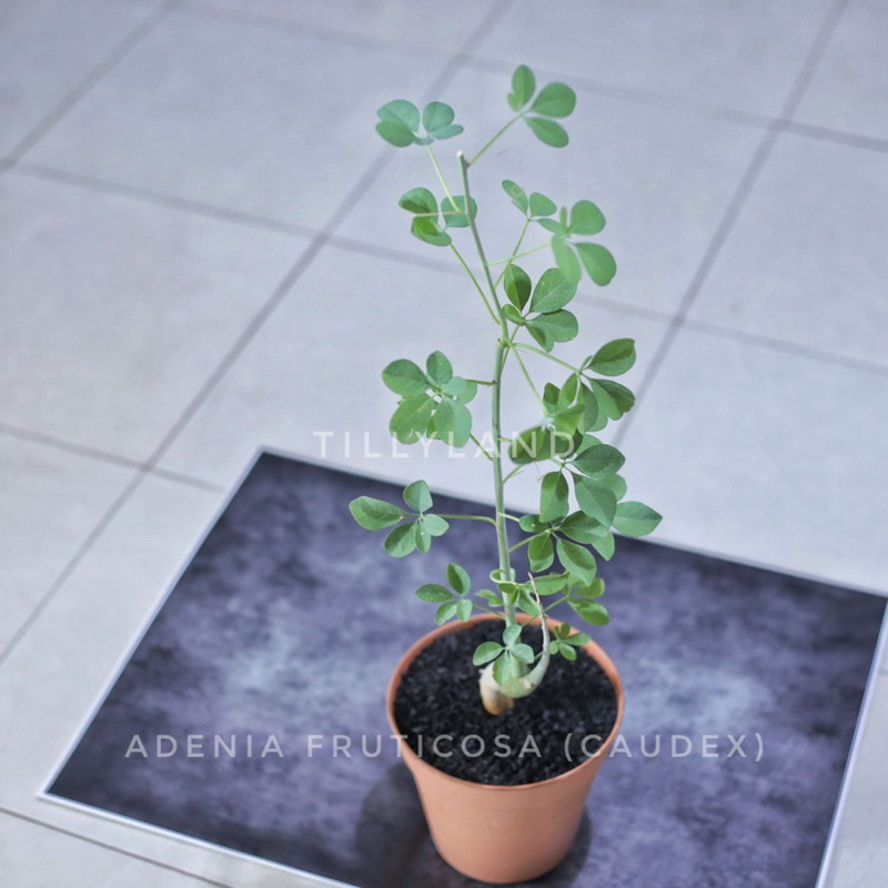 TILLYLAND - Adenia Fruticosa (Caudex)
