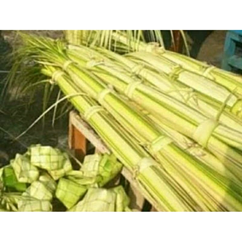 janur daun kelapa muda