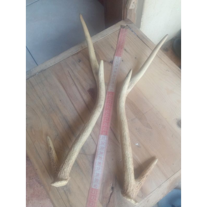 TANDUK RUSA ASLI HIASAN DINDING