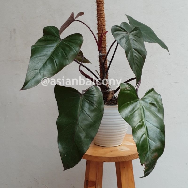 Philodendron Dark Lord | Tanaman hias aroid di pot