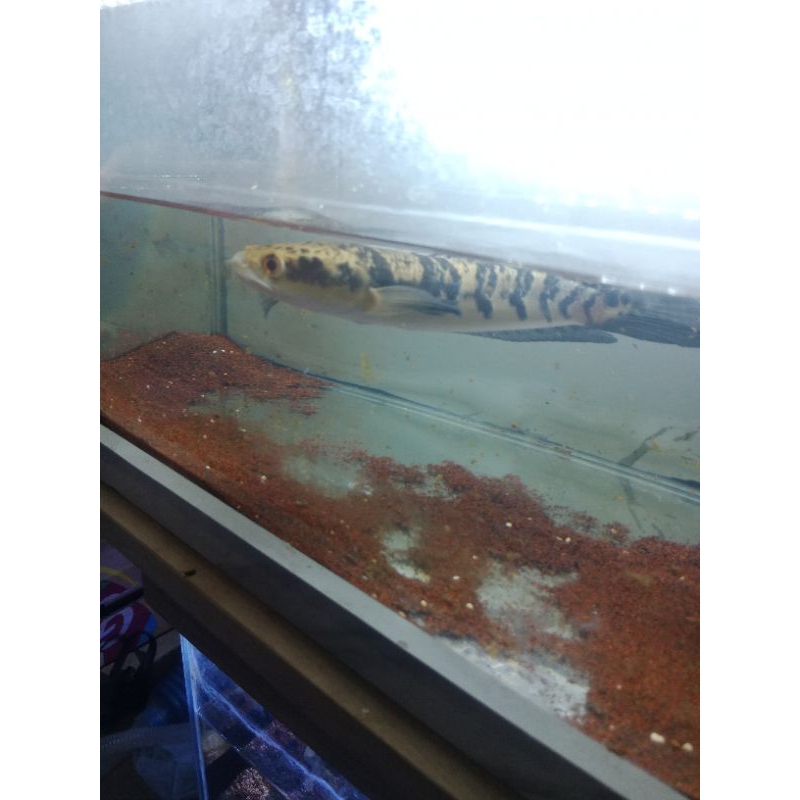 chana maru, chana blue pulcra