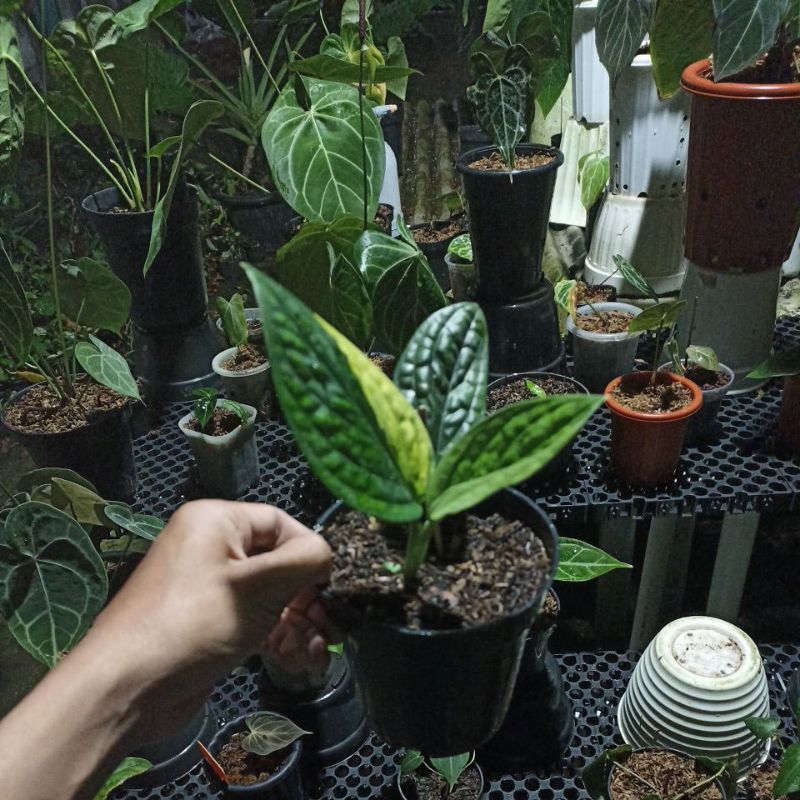 monstera karstenianum varigata