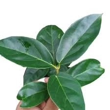 

daun cingcau perdu harga per lembar