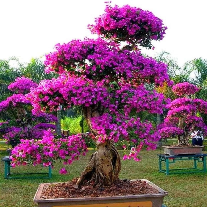 ( BISA COD) Tanaman hias bugenvil bonsai - pohon bugenvil bunga kertas bahan bonsai