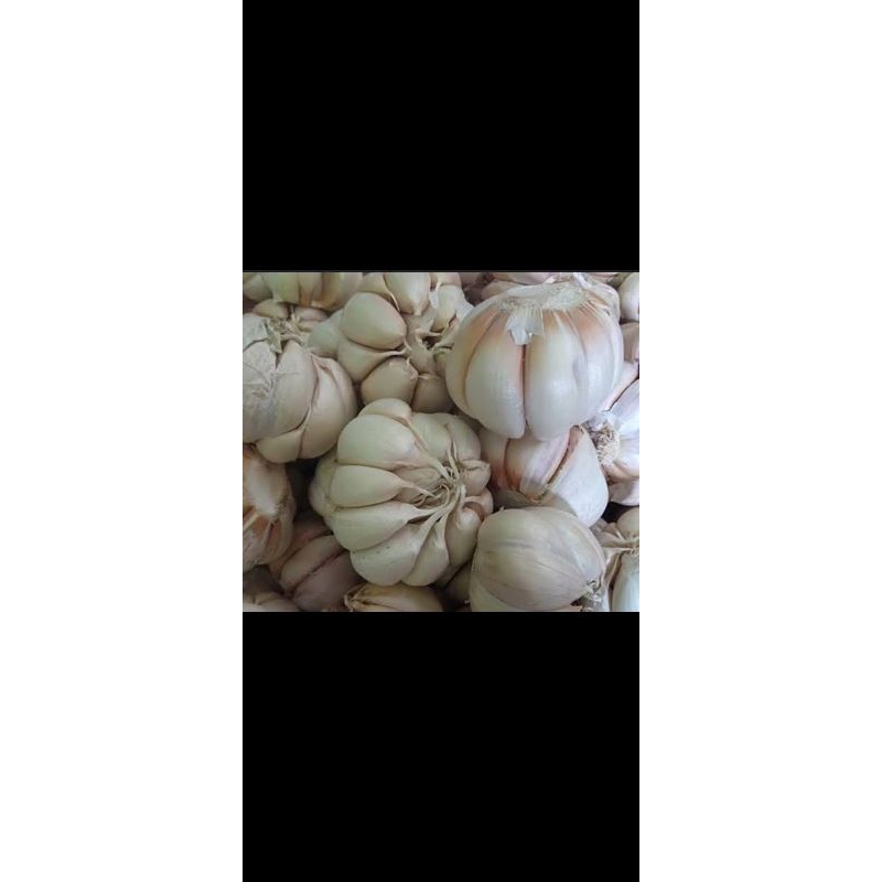 

Bawang Putih Sinco