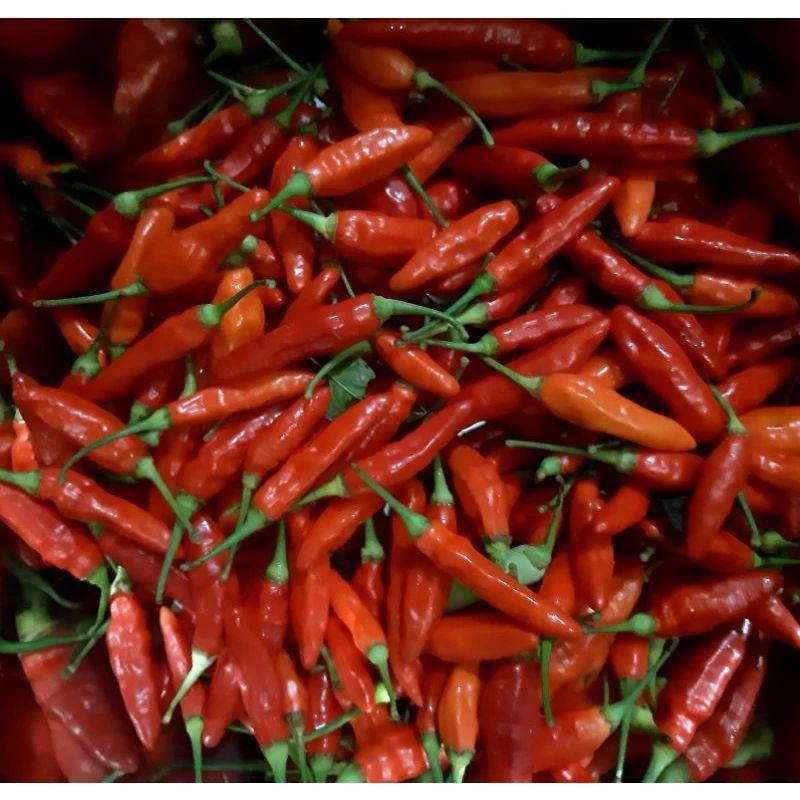 

cabai cabe rawit merah 1kg