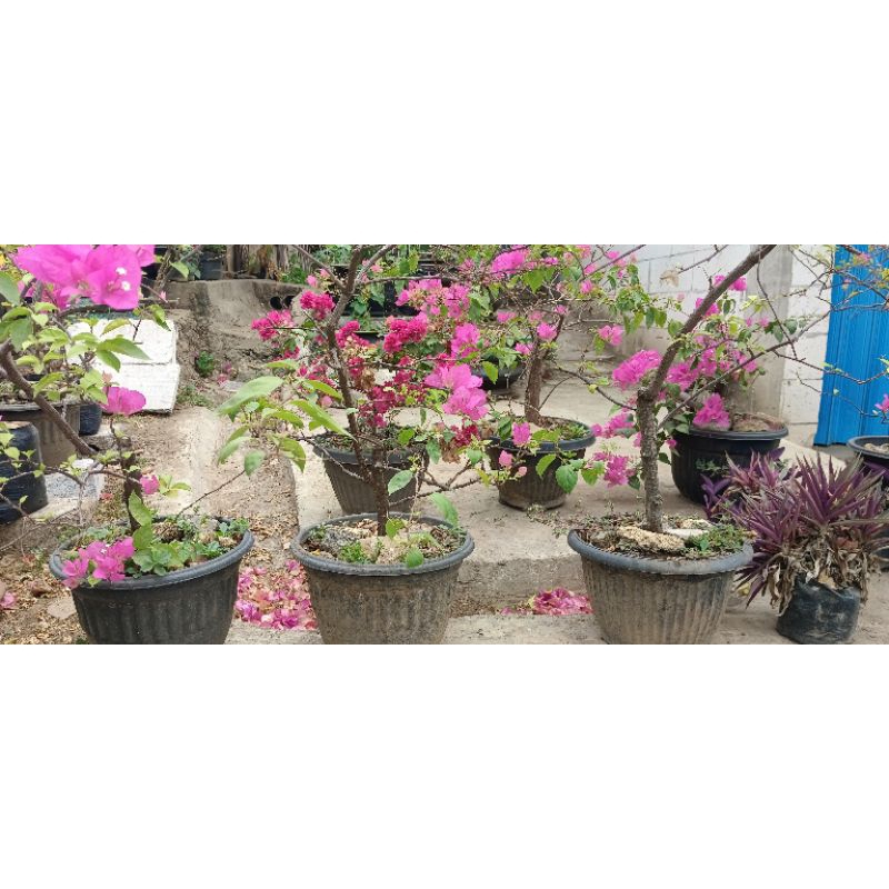 bibit tanaman hias bogenvil sudah berbunga. bibit bunga bogenvil.