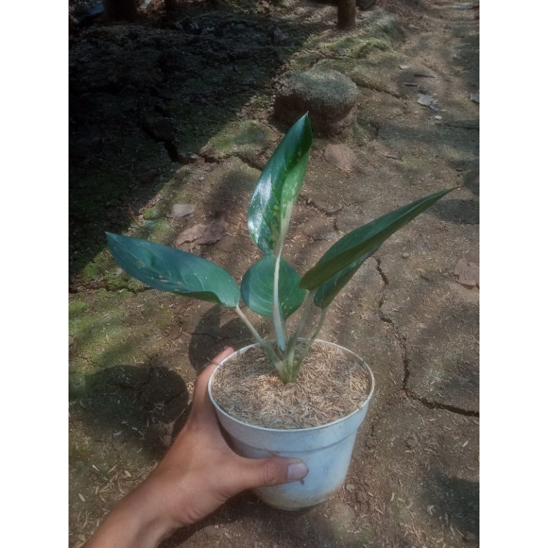 Aglaonema Sultan Brunai (Pancawati)
