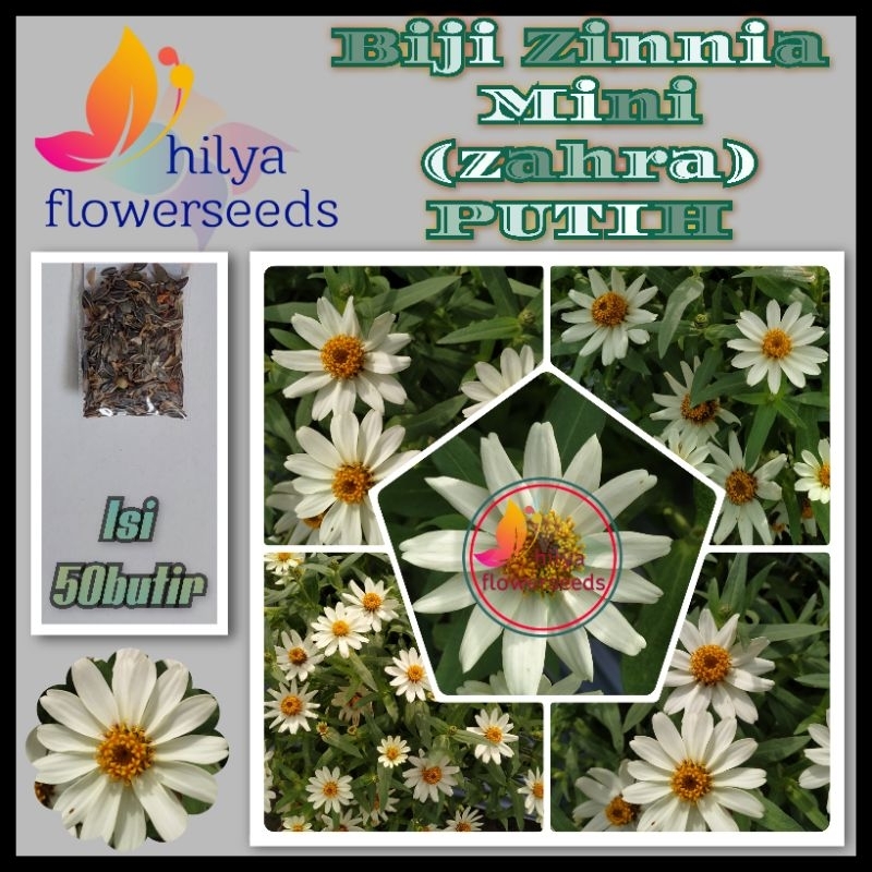 Biji Zinnia mini (ZAHRA) Putih