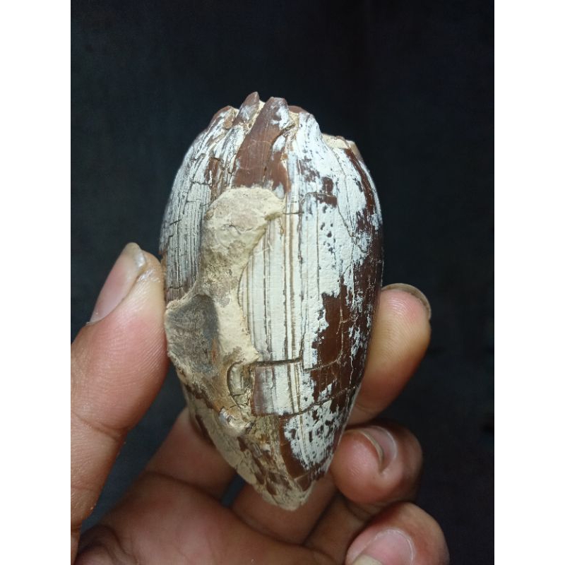 batu fosil keong kristal kcoklatan