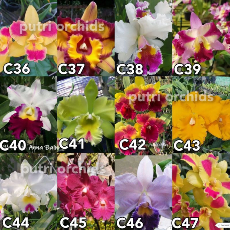 anggrek seedling cattleya