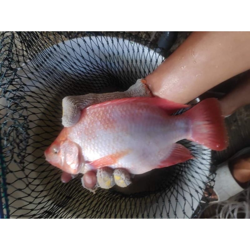 

Ikan Nila Fresh