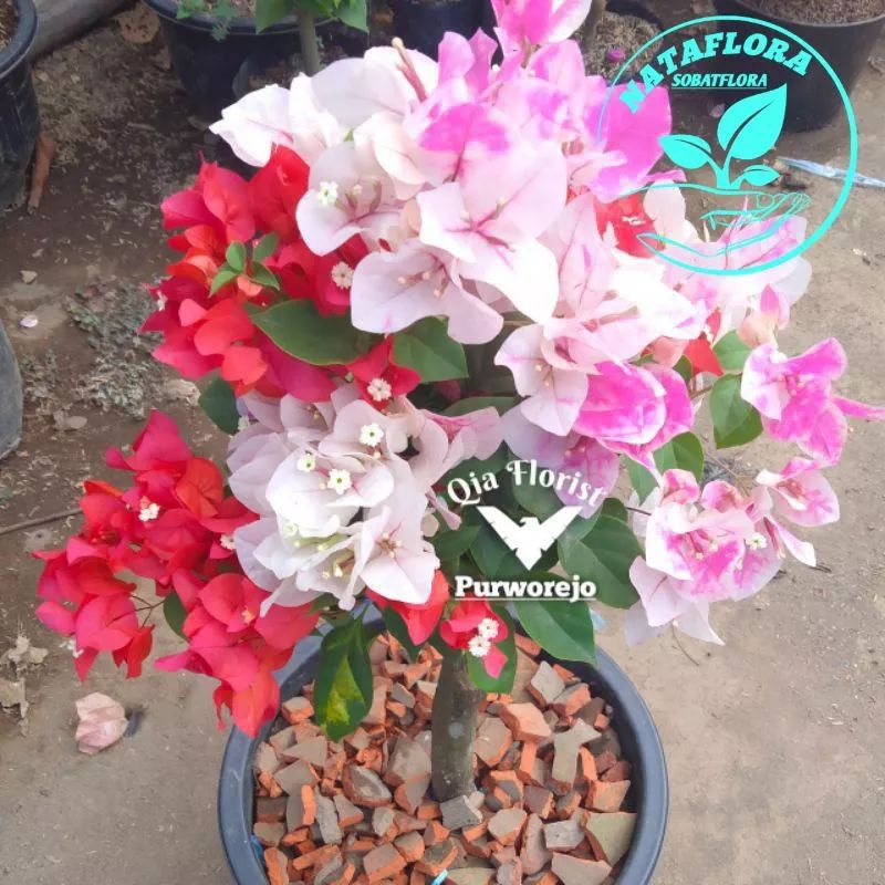 Tanaman hias bugenvil 3warna ice- bugenvil