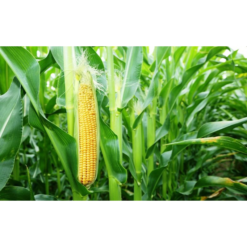 

SUPER PROMO Jagung Manis F1