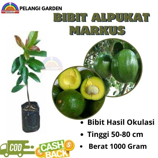 Bibit Alpukat Markus, Bibit Alpukat Markus Aligator, Bibit Alpukat Markus Jumbo, Bibit Alpukat Unggu