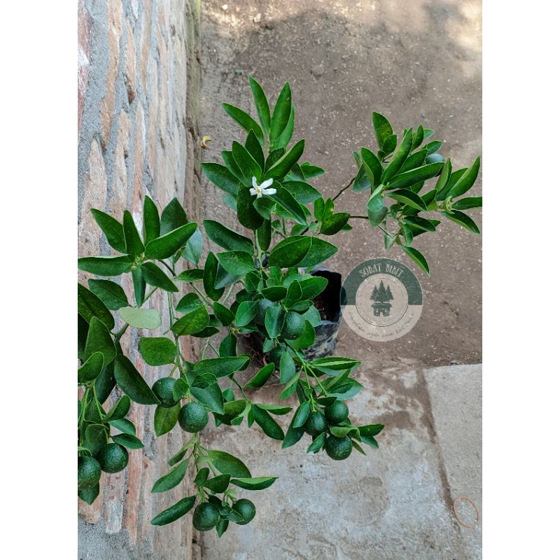 NEW BIBIT JERUK SANTANG HIJAU/TAYAM BERBUAH LEBAT MANIS