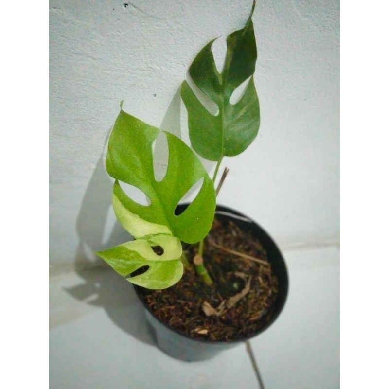 monstera mini variegata