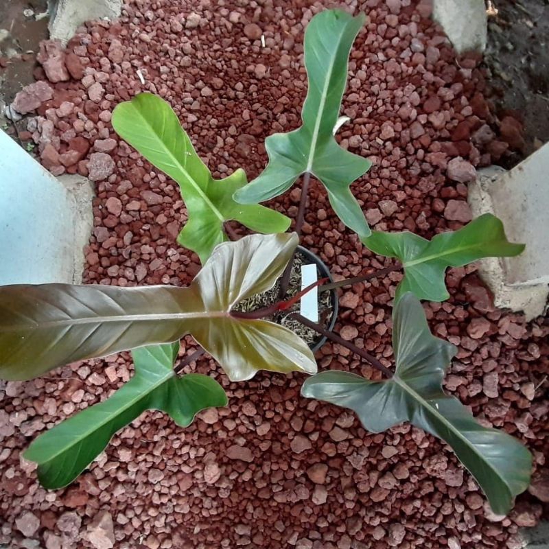 *PROMO* Philodendron Florida Bronze/ Flobe Bronze Daun Pancing