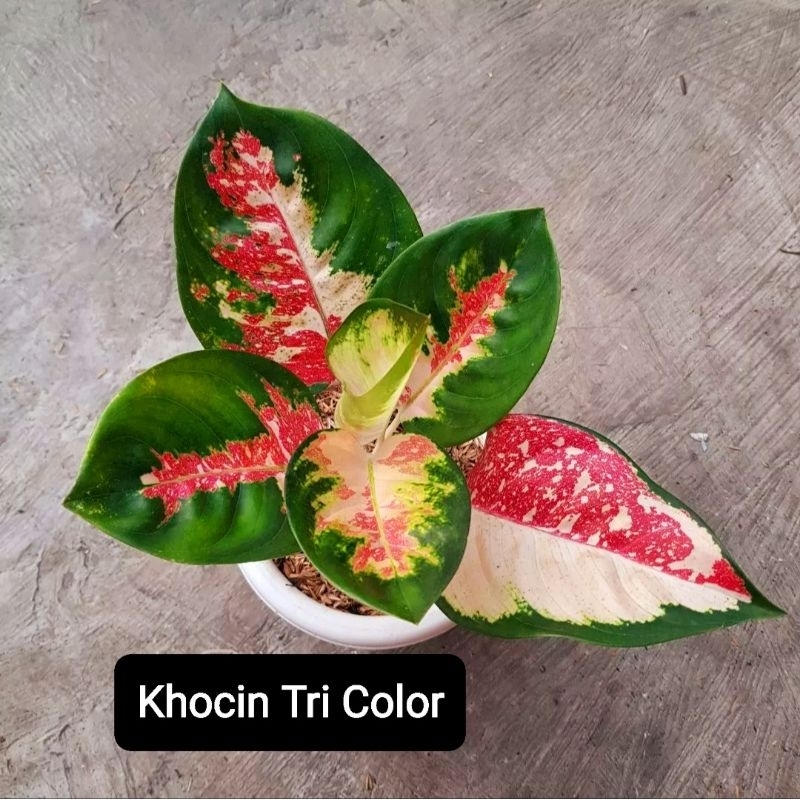 Aglaonema Khocin Tri Color / Aglonema Khocin Tri Color / Aglonema red lipstik (Tanaman hias aglaonem