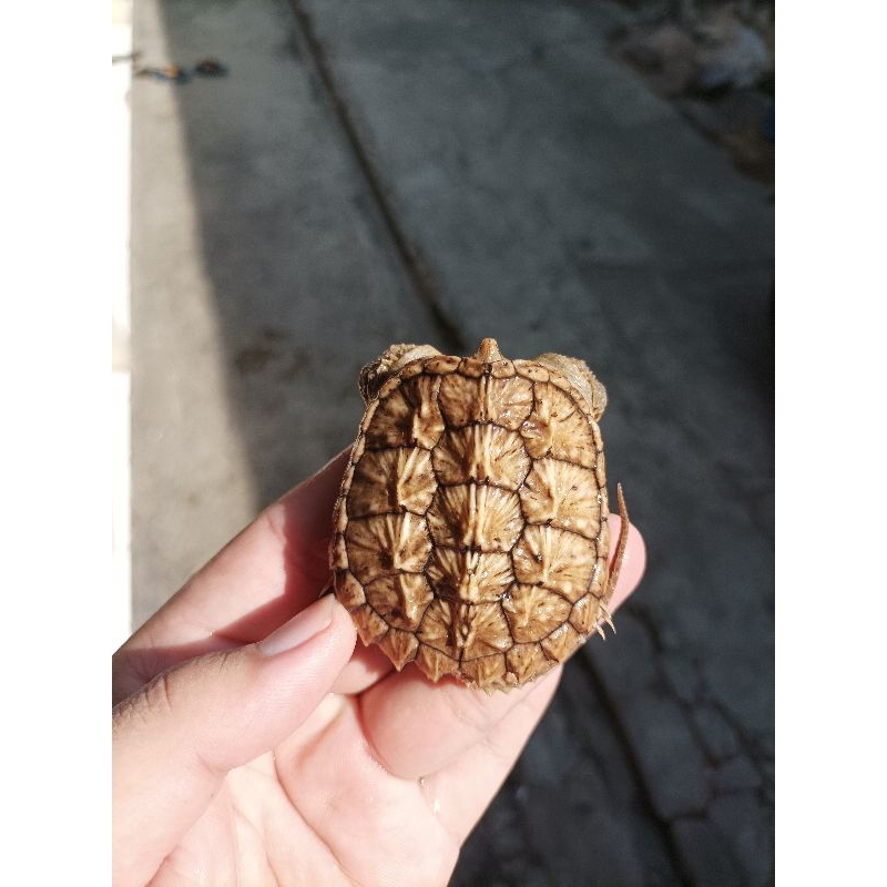 Cst 4cm ± Common Snapping Turtle