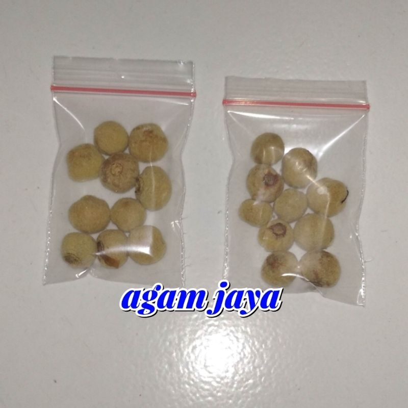 biji jati sudah berlubang isi 10biji