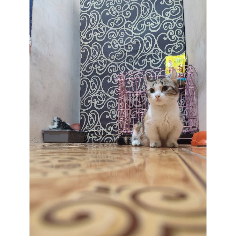 Kucing Kinkalow betina adult