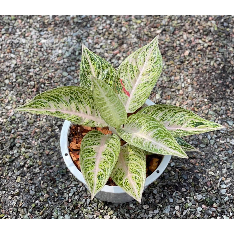 WHITE LEGACY - Tanaman Hias Aglaonema / Aglonema