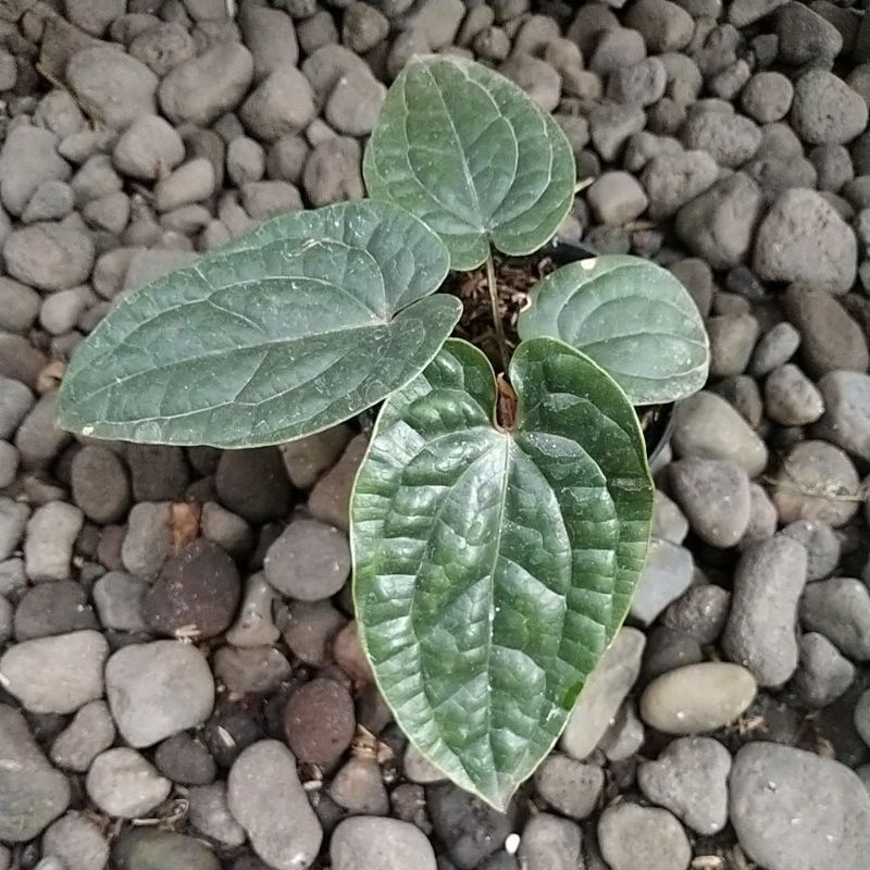 anthurium radican hybrid, anthurium sirih