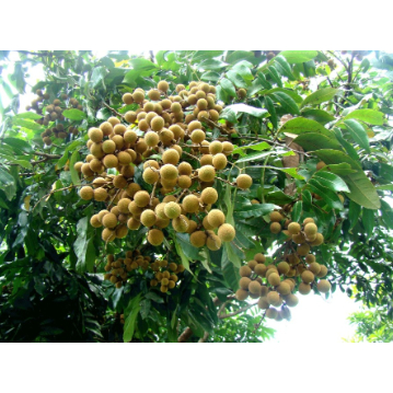 Biji / Benih / Bibit Buah Kelengkeng Bangkok