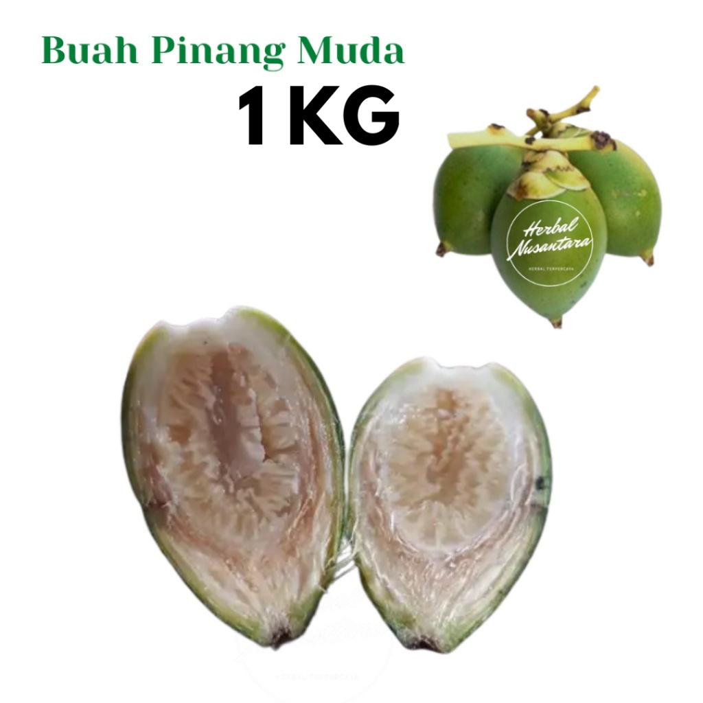 

Buah Pinang Muda Jambe Muda 1kg Untuk Pria Dewasa