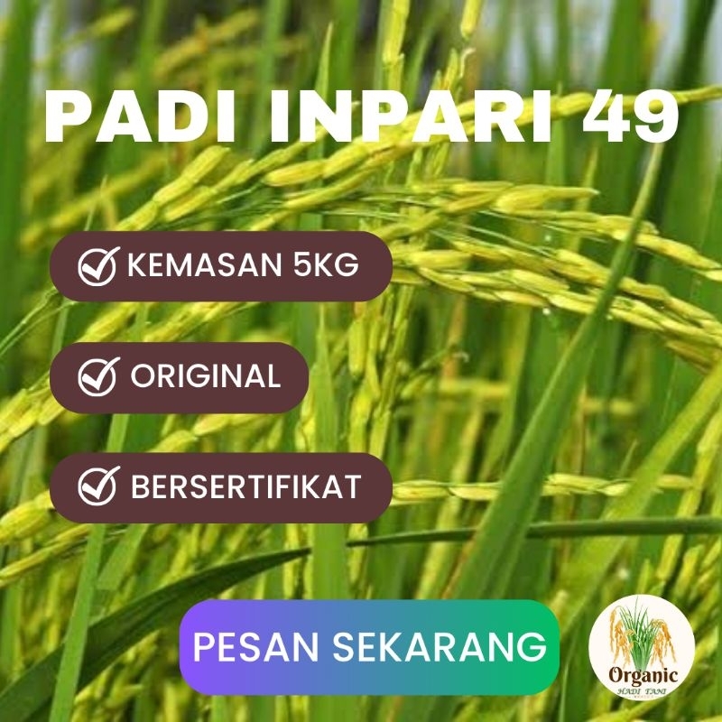 BENIH PADI INPARI 49 JEMBAR KEMASAN 5KG (LABEL UNGU)