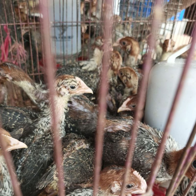 ayam arab 3 Minggu - ayam arab   - ayam kampung arab