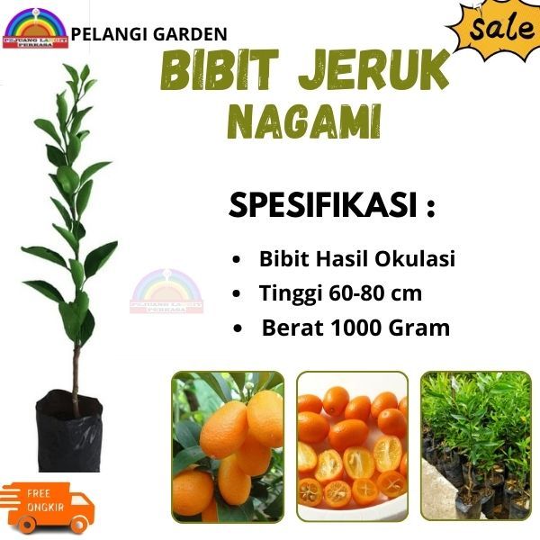 Bibit Jeruk Nagima, Bibit Jeruk Nagima Cepat Berbuah, Bibit Jeruk Unggul, Bibit Jeruk Unggulan