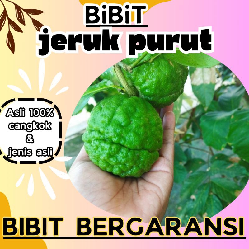 bibit jeruk purut cepat berbuah asli cangkokan