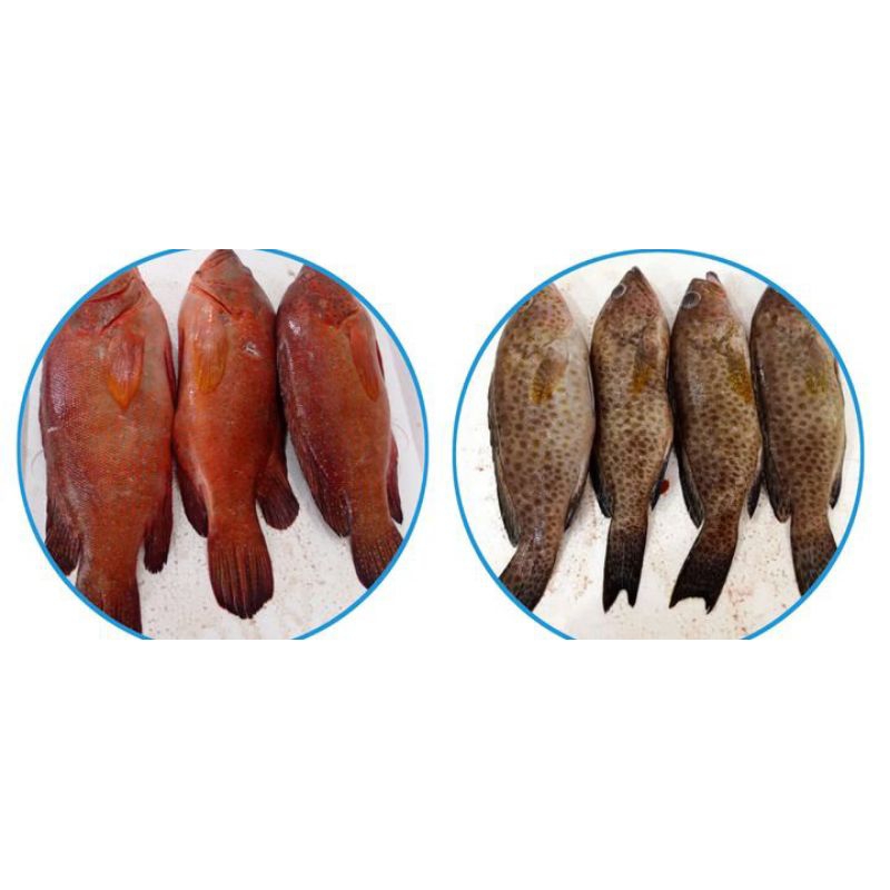 

ikan kerapu