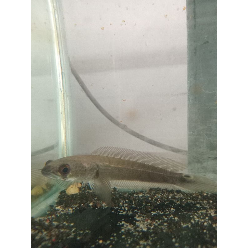 Ikan Cana Maru YS Yellow Sentarum