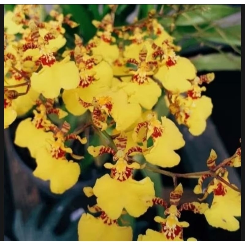 Anggrek oncidium golden shower spike/dewasa