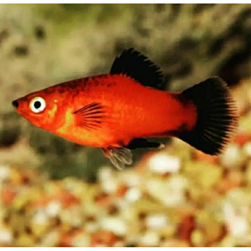 platy coral Mickey mouse