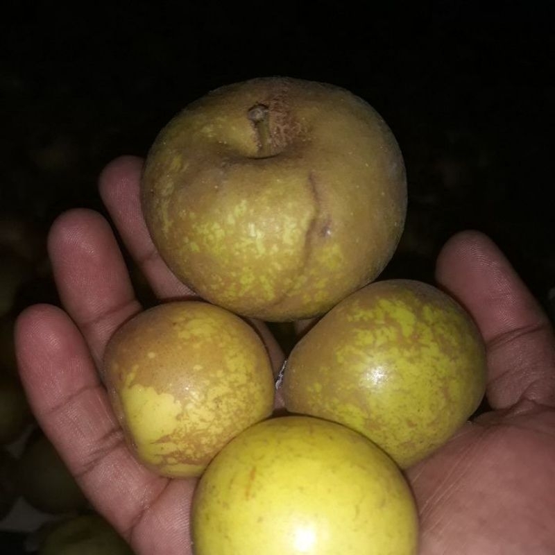 

apel malang batu asli manalagi REJECT atau SORTIRAN campur besar kecil 1 kg