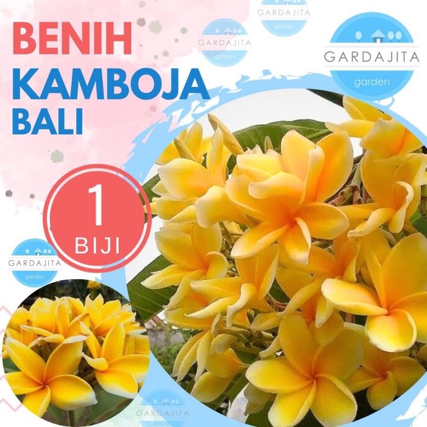Benih KAMBOJA BALI KUNING - Biji Bunga