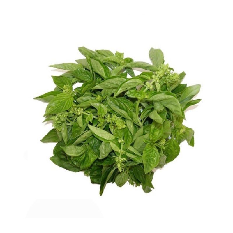 

DAUN KEMANGI FRESH 1 bungkus