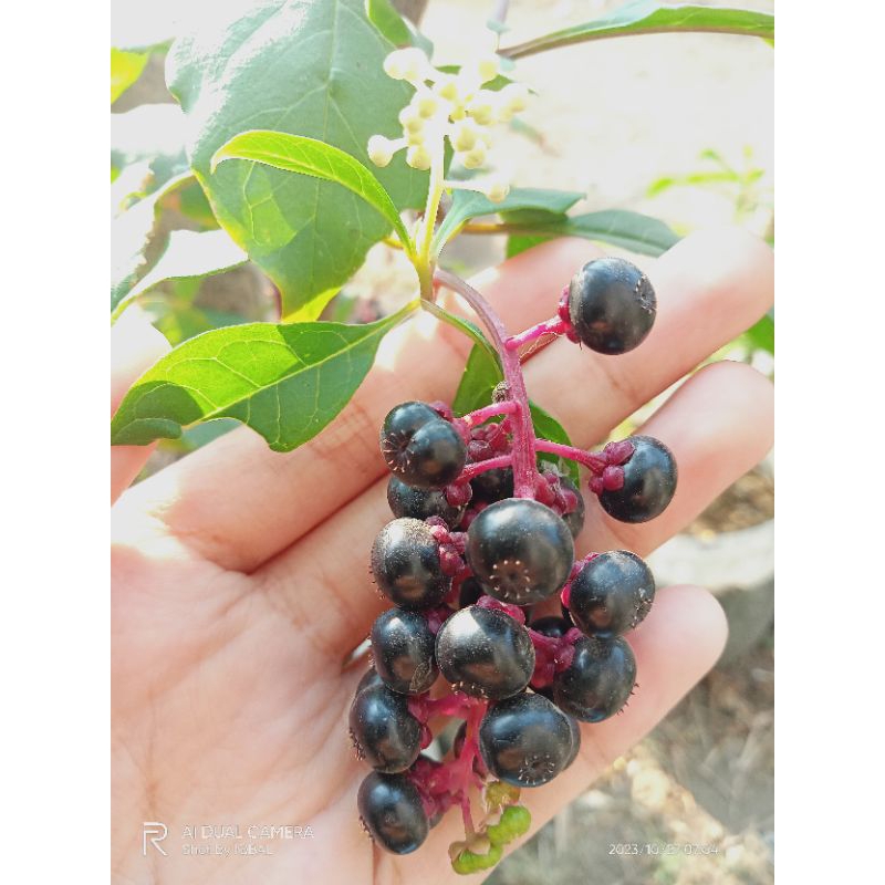 benih ginseng merah Korea ori/baru, benih ginseng sudah di sortir, 100 biji ginseng merah korea, bij