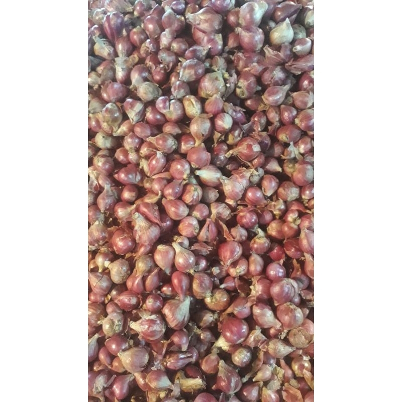 

bawang merah 1kg harga kaget