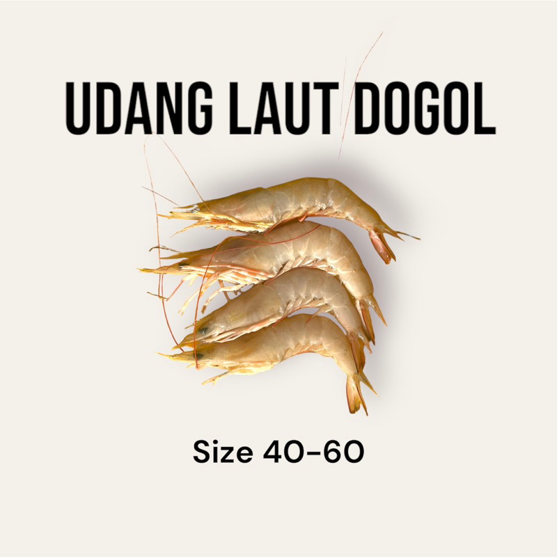 

udang laut size 40-60