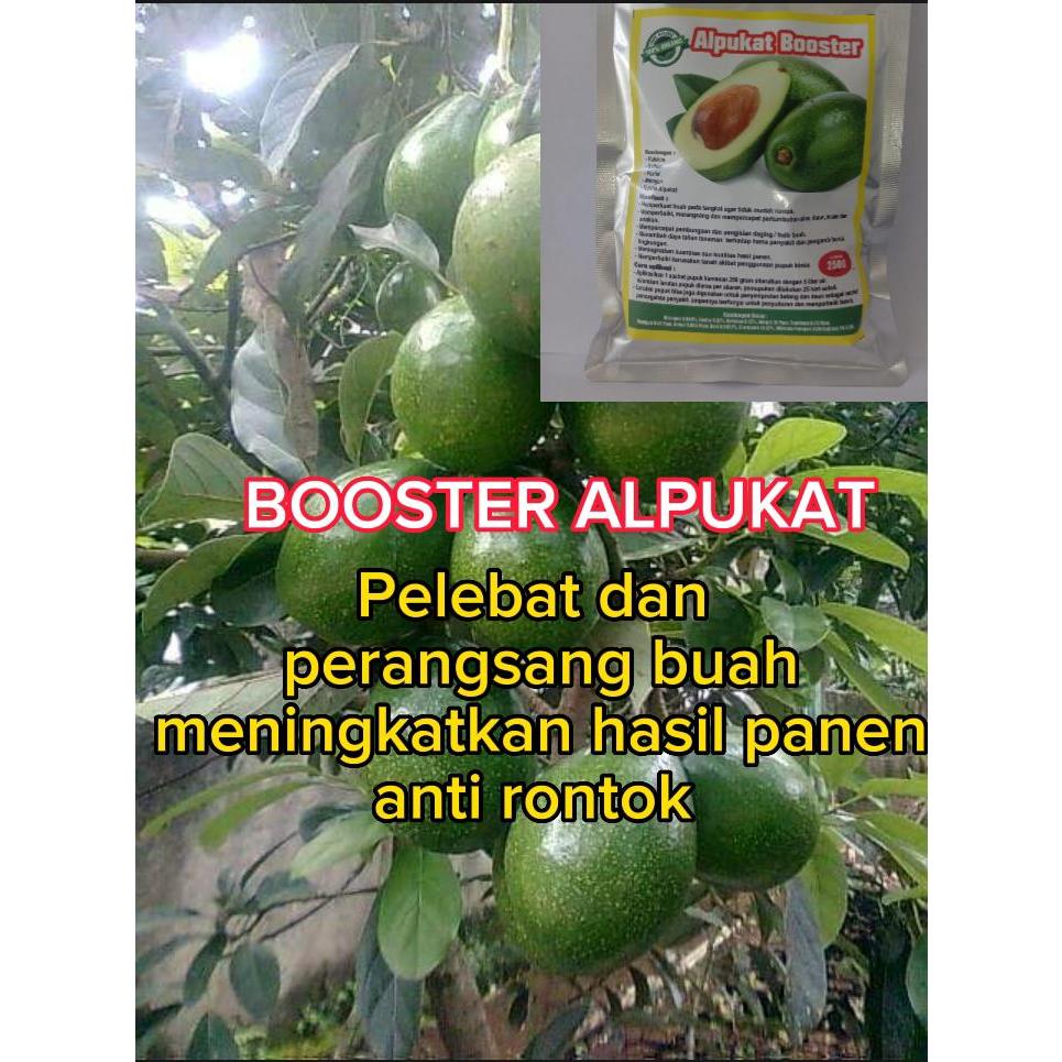 Pupuk Booster Alpukat Original Cepat Berbuah Lebat Pemicu Buah Alpukat Besar Anti Rontok