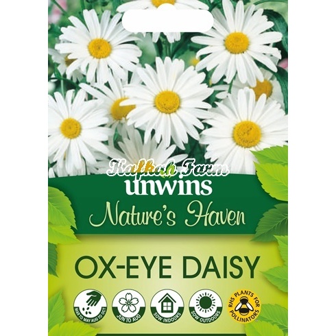 Benih 3 Biji Bunga OX EYE DAISY