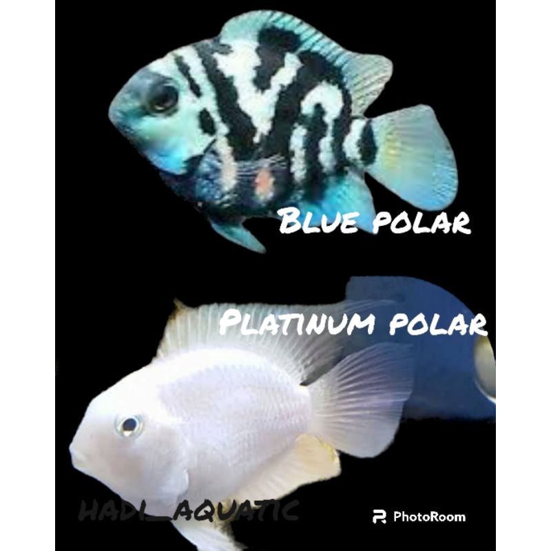 ikan hias blue polar & platinum polar