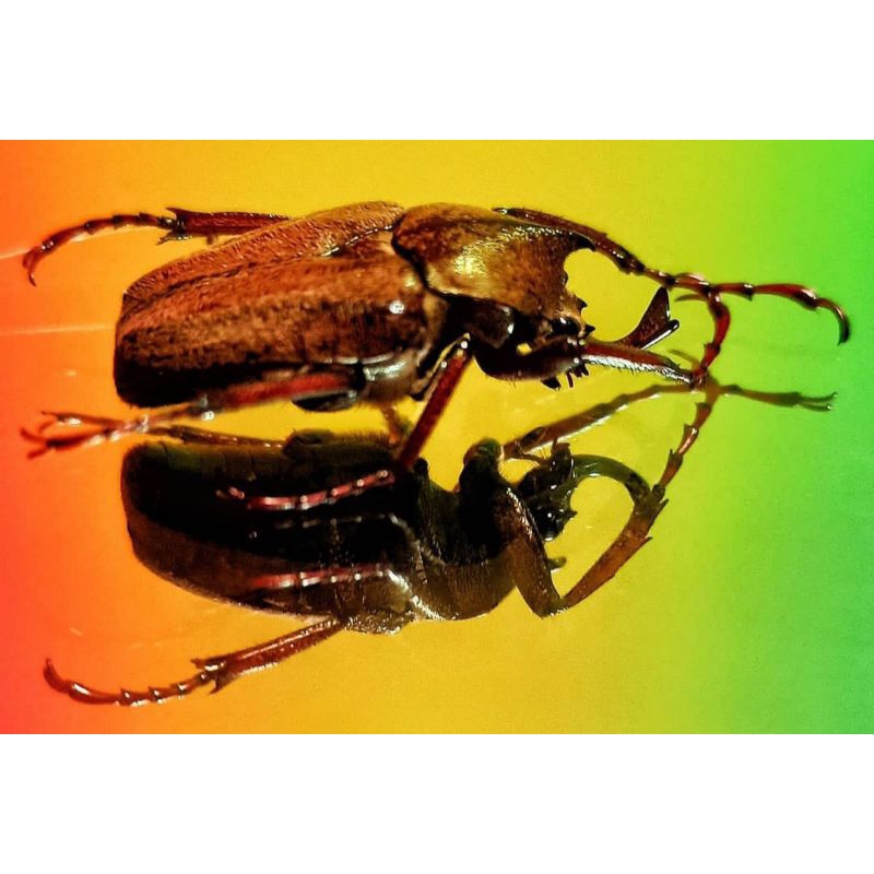 taxydermi awetan kumbang badak mycteristec rhinophyllus