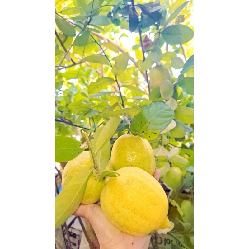 

Jeruk Lemon Usa