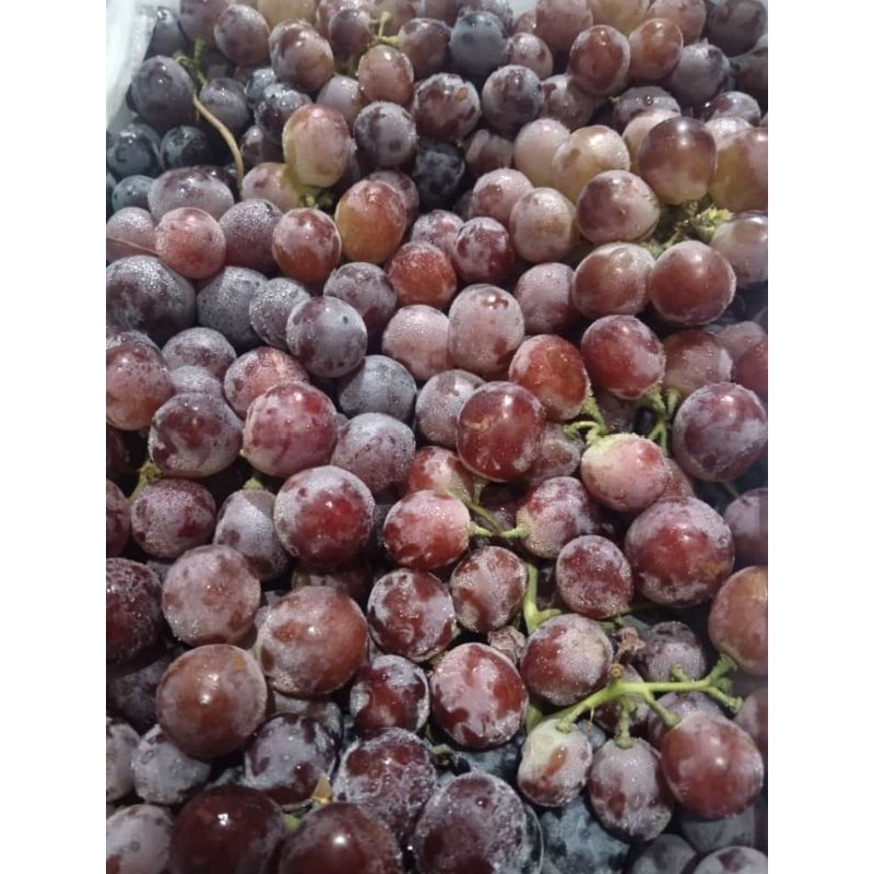 

ANGGUR RED GLOBE 1KG